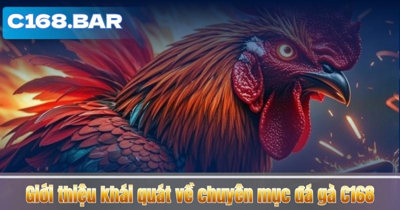 Giới thiệu khái quát về chuyên mục đá gà C168